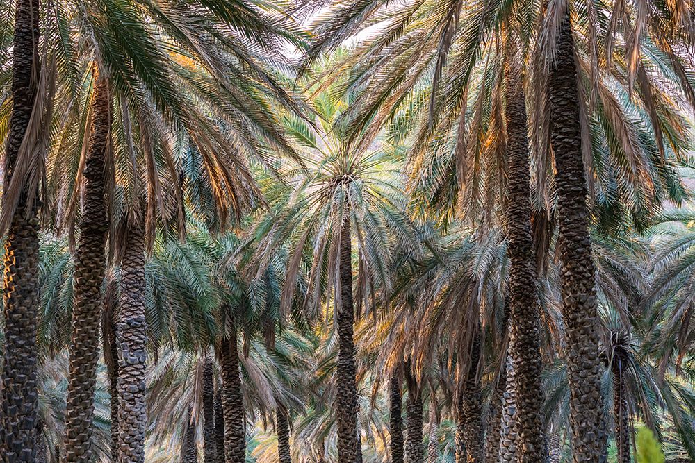 Middle East-Arabian Peninsula-Oman-Ad Dakhiliyah-Nizwa-Palm trees in Nizwa-Oman art print by Emily Wilson for $57.95 CAD