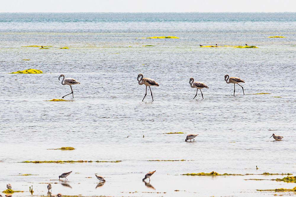 Middle East-Arabian Peninsula-Al Batinah South-Mahout-Flamingos art print by Emily Wilson for $57.95 CAD