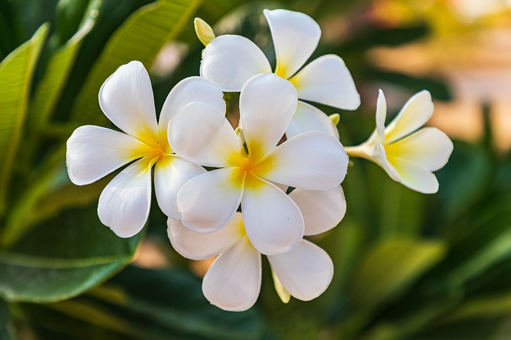 Middle East-Arabian Peninsula-Oman-Muscat-Quriyat-Plumeria blossoms in a garden art print by Emily Wilson for $57.95 CAD