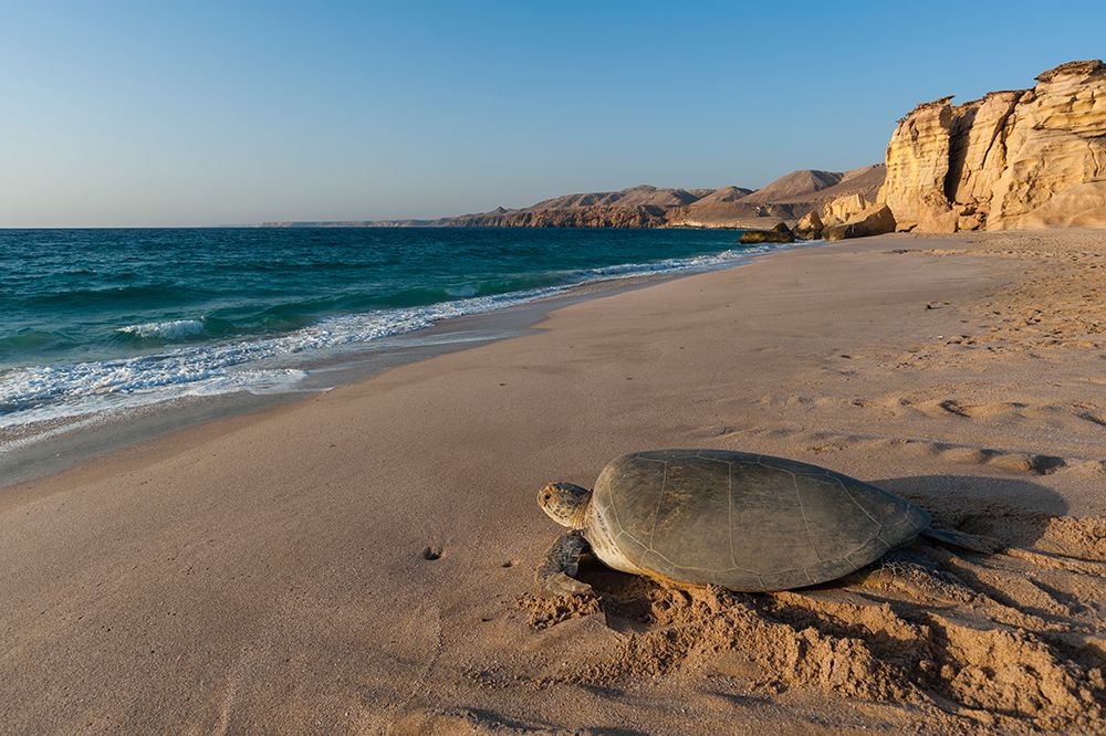 A green sea turtle-Chelonia mydas-returning to the sea after laying her eggs Ras Al Jinz-Oman art print by Sergio Pitamitz for $57.95 CAD