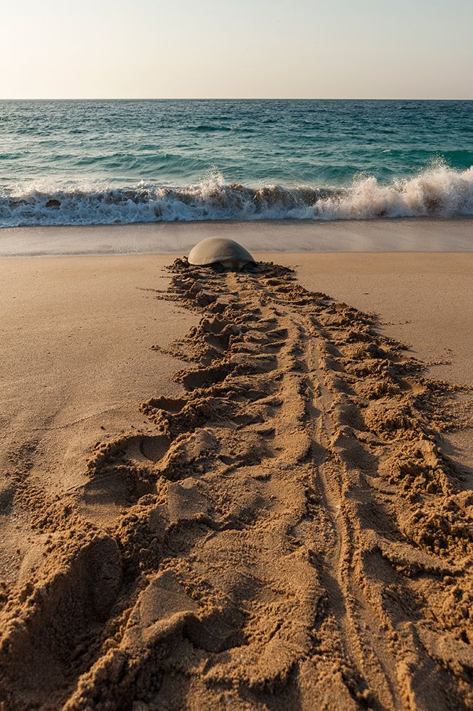 A green sea turtle-Chelonia mydas-returning to the sea after laying her eggs Ras Al Jinz-Oman art print by Sergio Pitamitz for $57.95 CAD