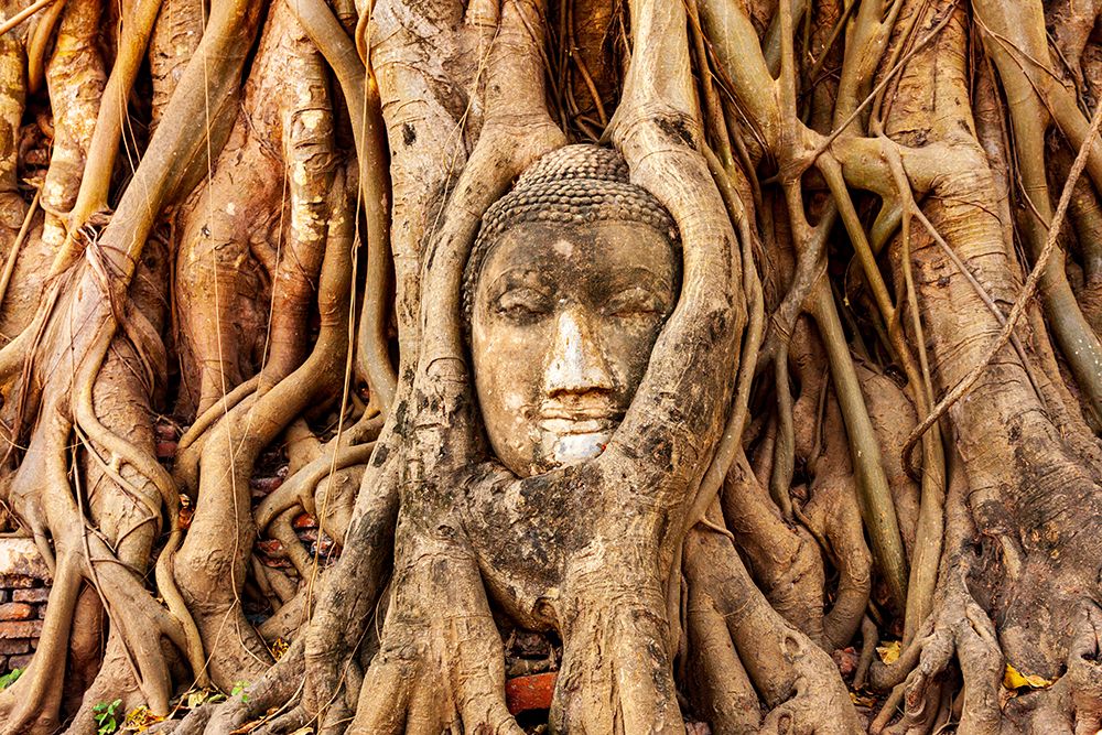 Thailand- Ayutthaya. Wat Mahathat. Buddha head engulfed in tree roots. art print by Tom Haseltine for $57.95 CAD