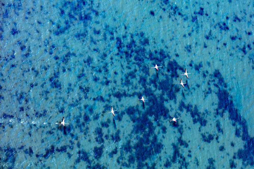 Flamingos flying at the Aegean coast-Turkey art print by Ali Kabas for $57.95 CAD