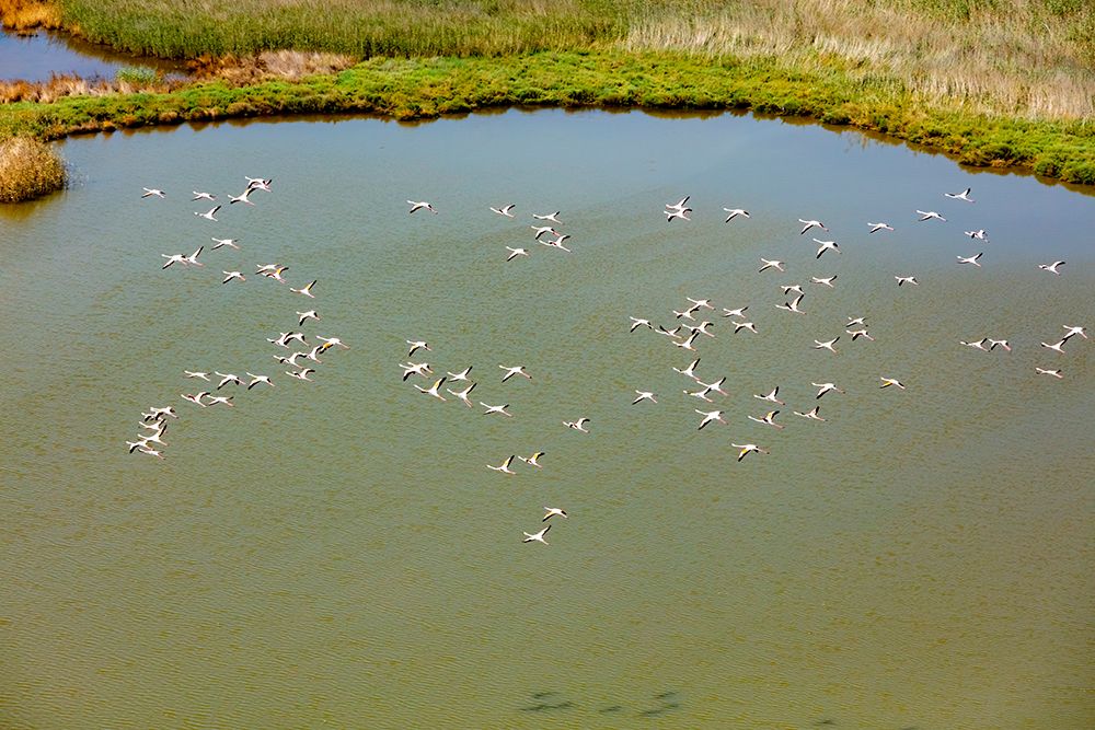Flamingos flying in wetland on the Aegean coast-Turkey art print by Ali Kabas for $57.95 CAD