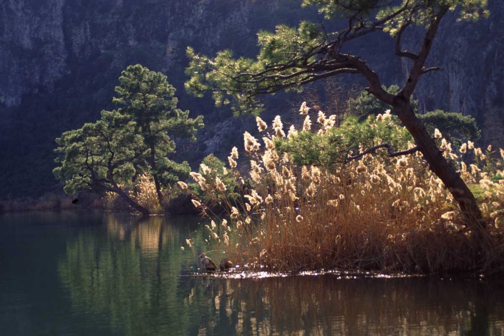 Turkey, Dalyan Pines, grasses and waterfowl art print by Steve Satushek for $57.95 CAD