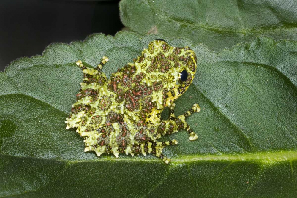 Southeast Vietnam Mossy tree frog on leaf art print by Jim Zuckerman for $57.95 CAD