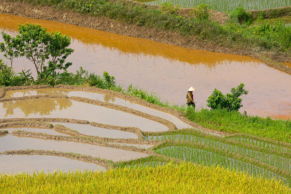 Vietnam -Rice paddies in the highlands of Sapa art print by Tom Norring for $57.95 CAD