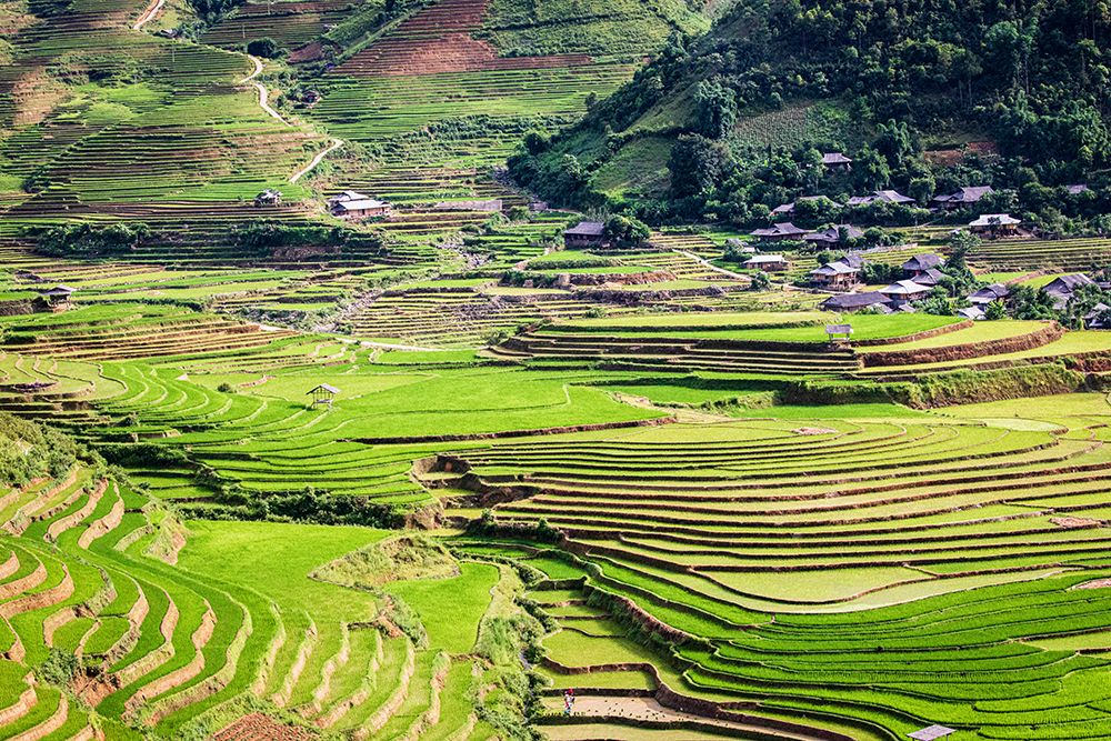 Vietnam -Rice paddies in the highlands of Sapa art print by Tom Norring for $57.95 CAD