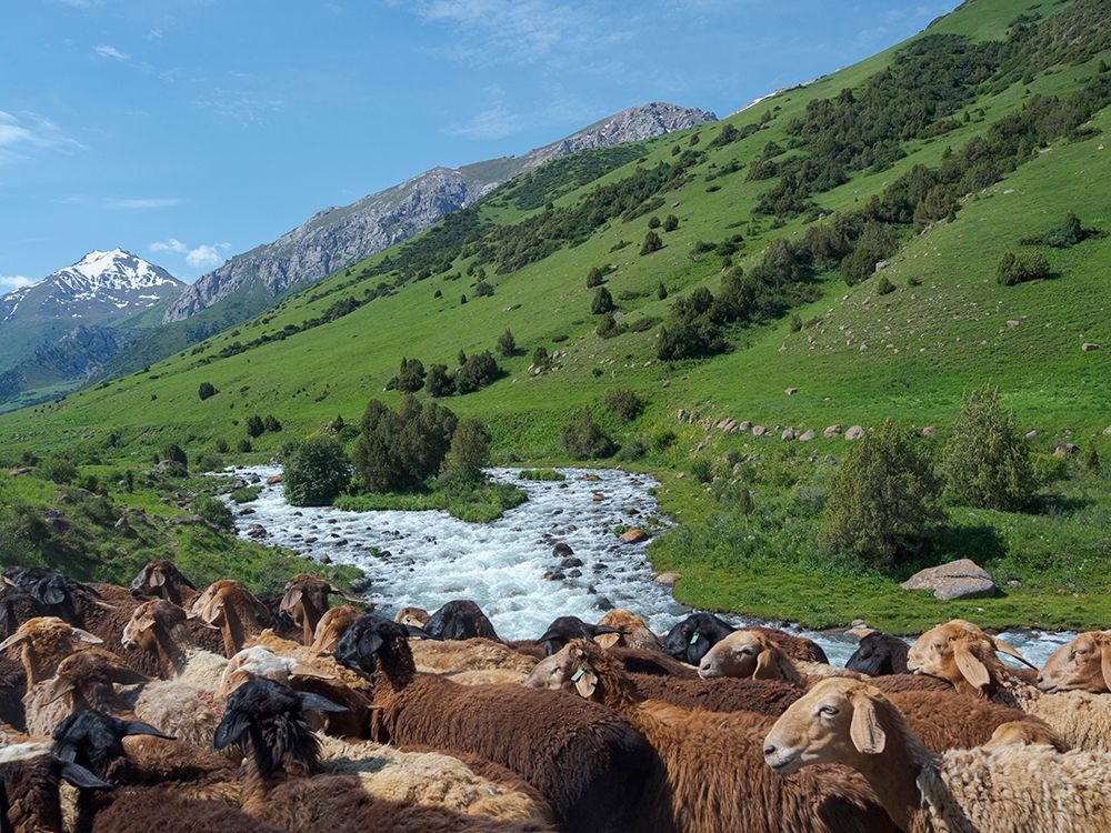 Sheep drive to their high altitude summer pasture National Park Besch Tasch art print by Martin Zwick for $57.95 CAD