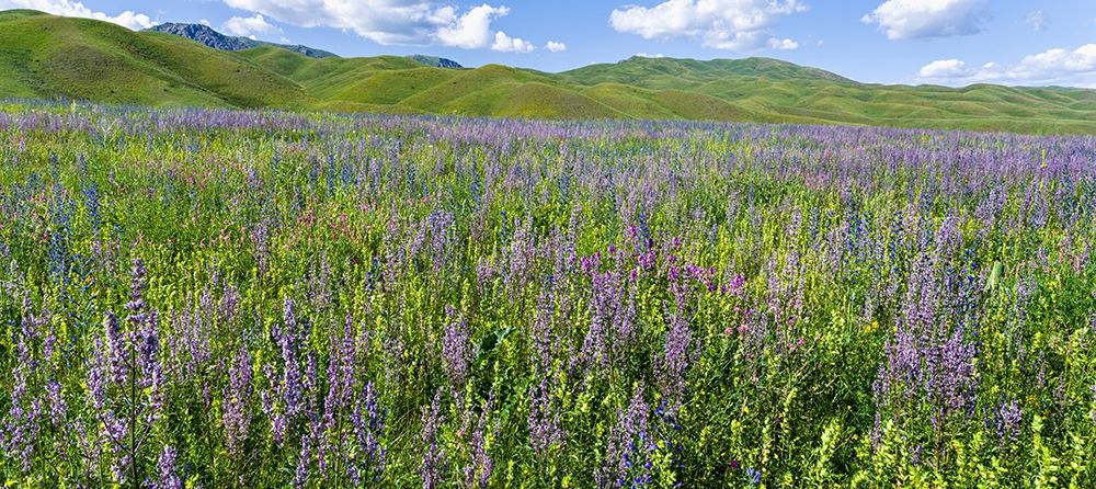 Wildflower meadow near the mountain road from Kazarman to mountain pass Urum Basch Ashuusu in the  art print by Martin Zwick for $57.95 CAD