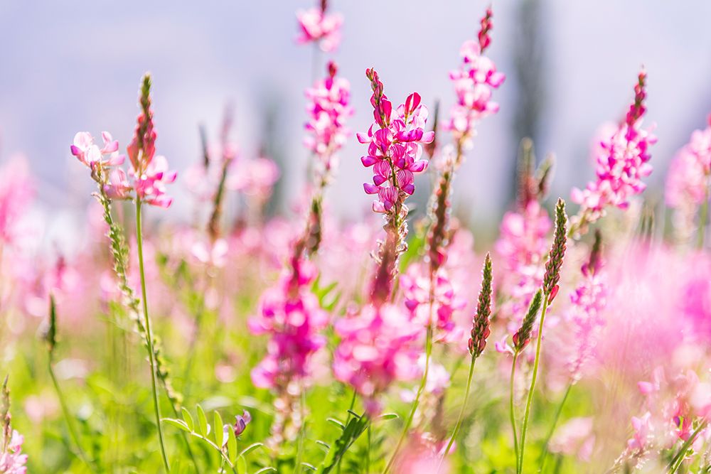 Sarytag-Sughd Province-Tajikistan Field of pink wildflowers in sunshine art print by Emily Wilson for $57.95 CAD