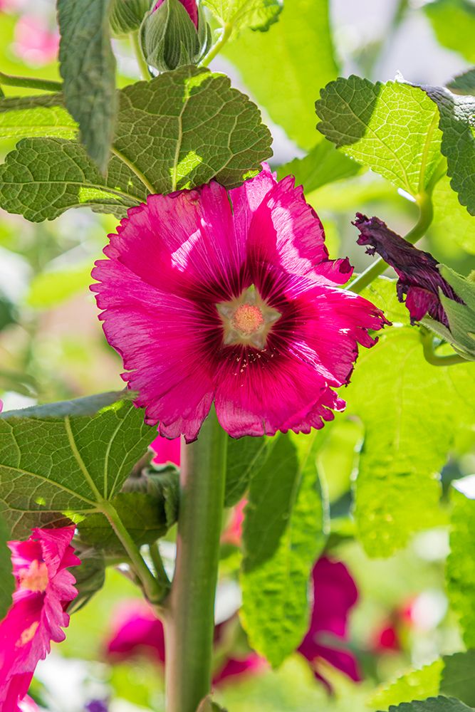Sarytag-Sughd Province-Tajikistan Hollyhock blossoms in the mountains of Tajikistan art print by Emily Wilson for $57.95 CAD