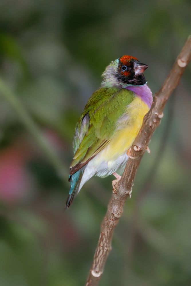 Lady Gouldian finch-Australia art print by Adam Jones for $57.95 CAD