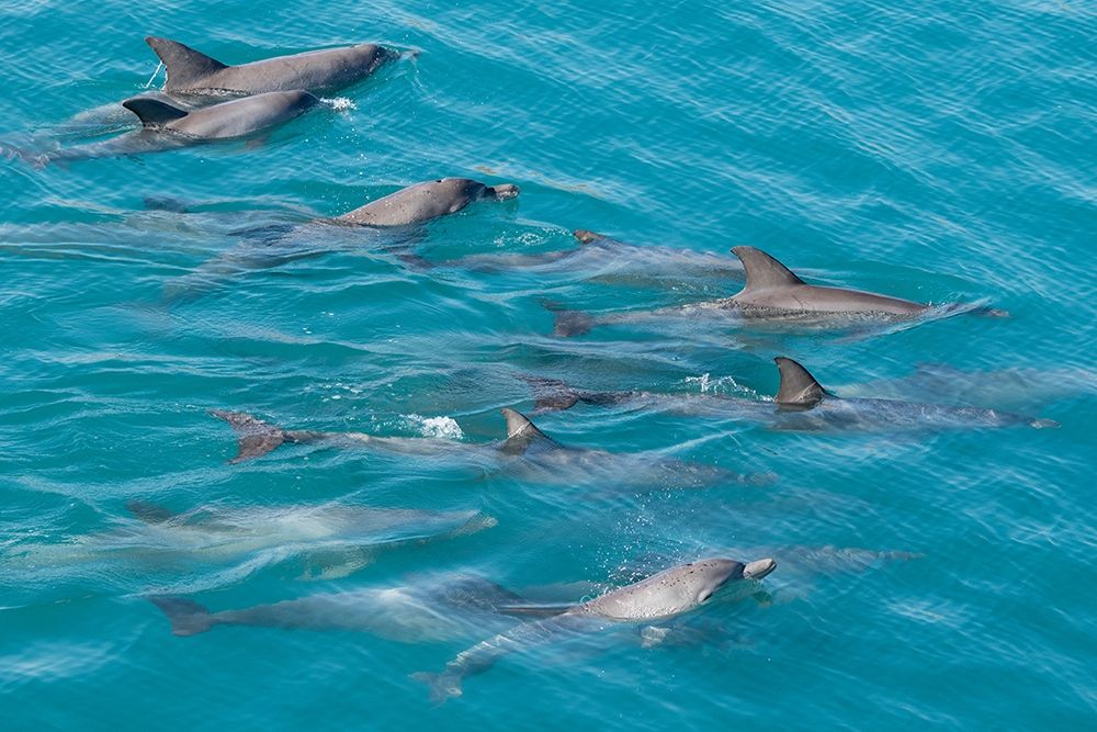 Australia-Kimberley Coast-Yampi Sound-Buccaneer Archipelago Indo-Pacific bottlenose dolphins art print by Cindy Miller Hopkins for $57.95 CAD