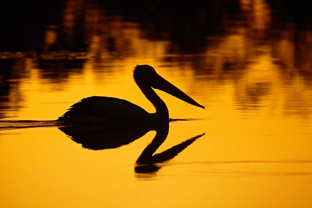 Australian Pelican at sunset, Lake Houdraman, Quilpie, Queensland, Australia art print by David Wall for $57.95 CAD