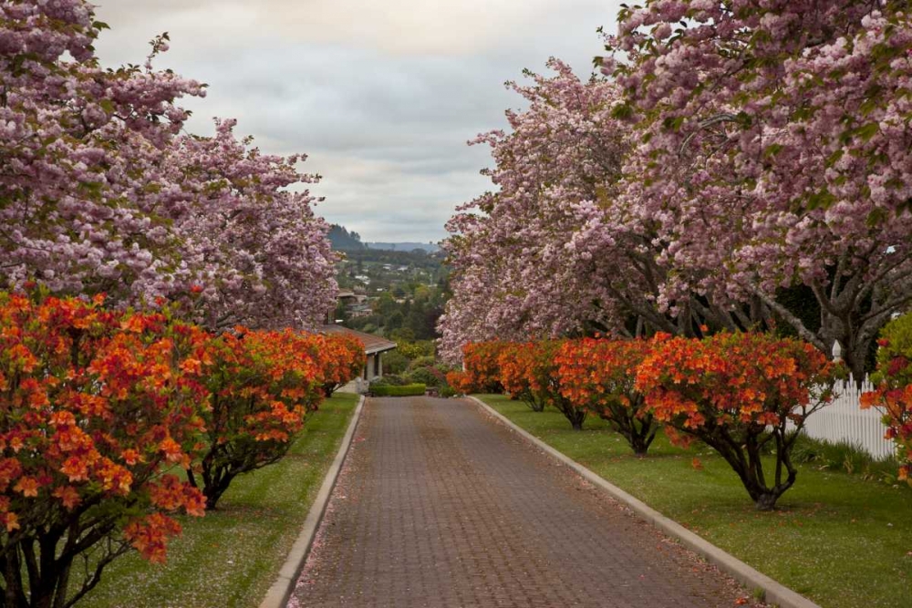 New Zealand, North Island Cherry tree in blossom art print by Don Grall for $57.95 CAD