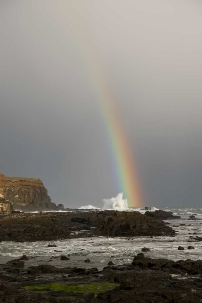 New Zealand, South Island Rainbow over Curio Bay art print by Don Grall for $57.95 CAD