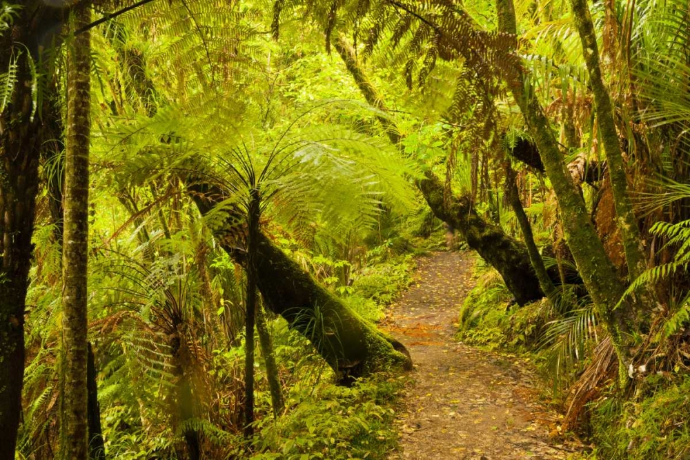 New Zealand, North Island Trail through a forest art print by Cathy and Gordon Illg for $57.95 CAD