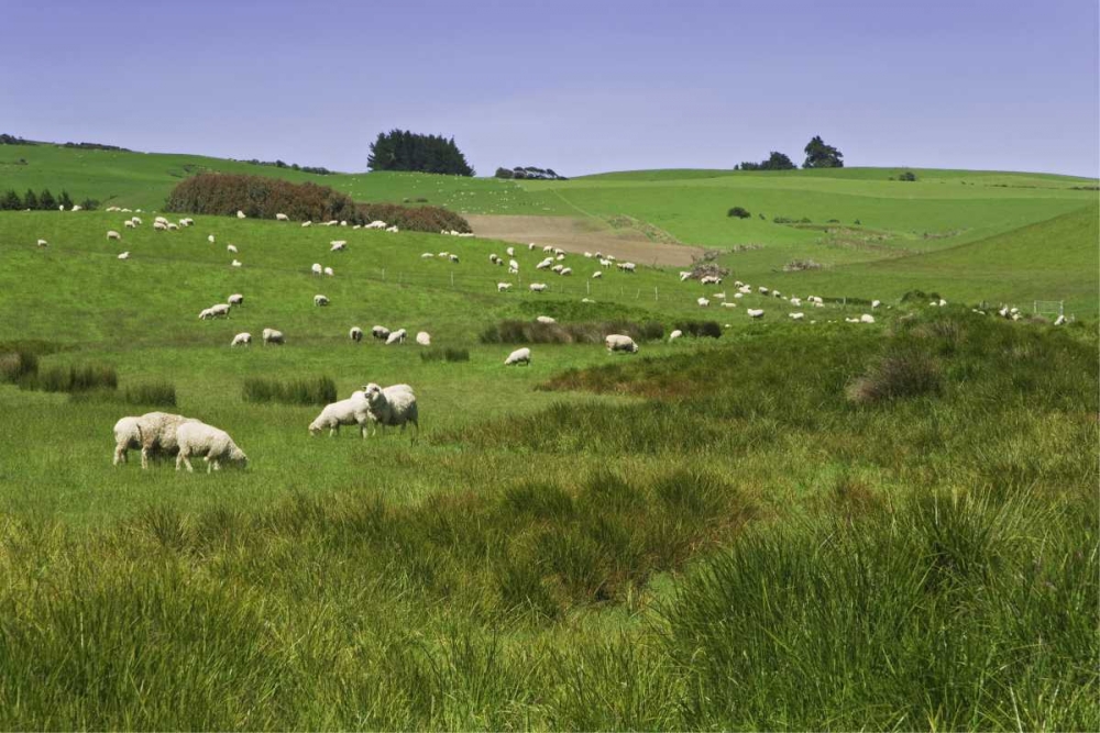 New Zealand, South Island Sheep grazing in field art print by Dennis Flaherty for $57.95 CAD