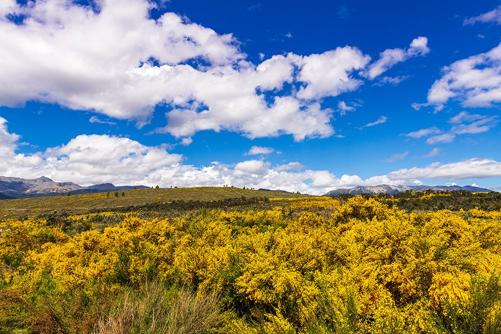 Wildflowers on rolling hills above Lake Te Anau-South Island-New Zealand art print by Russ Bishop for $57.95 CAD