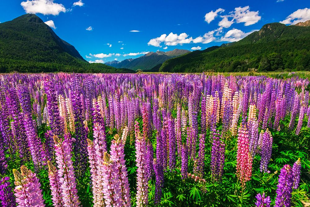 Spring lupine in Eglinton Valley-Fiordland National Park-South Island-New Zealand art print by Russ Bishop for $57.95 CAD