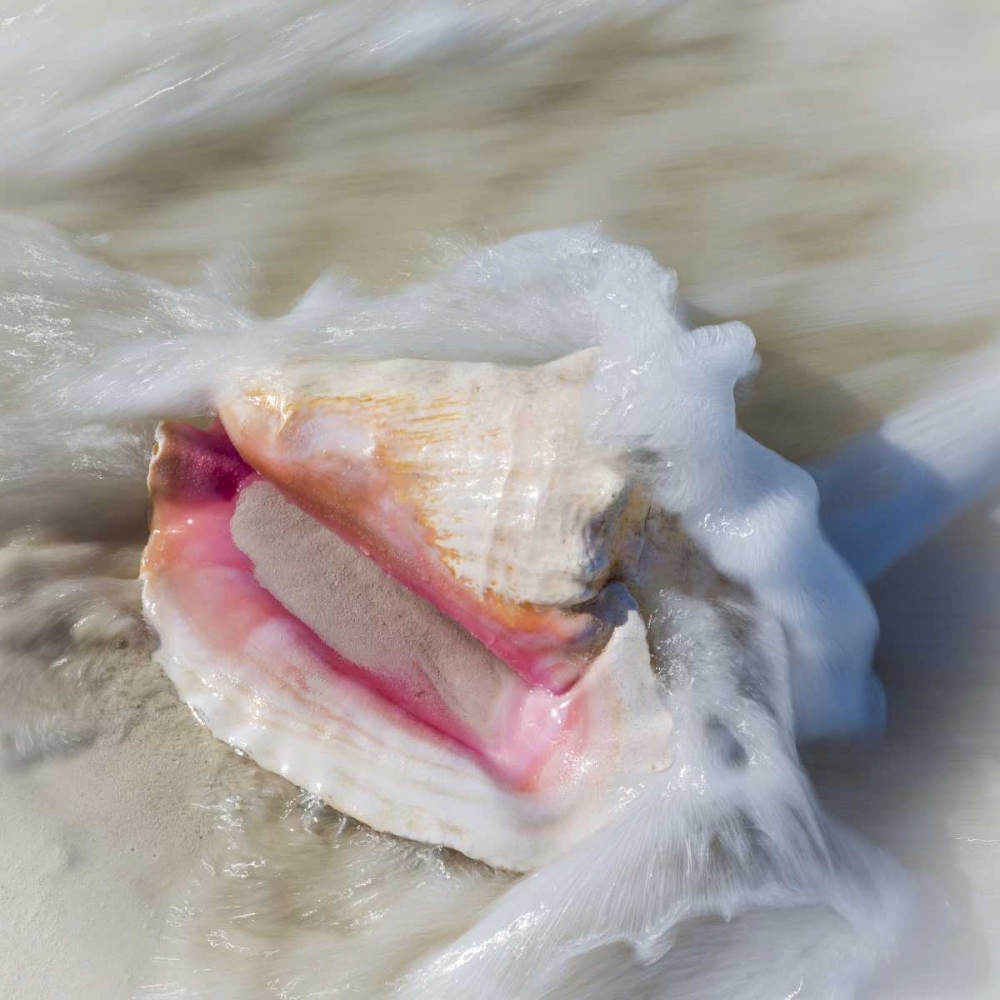 Bahamas, Little Exuma Island Conch shell in surf art print by Don Paulson for $57.95 CAD
