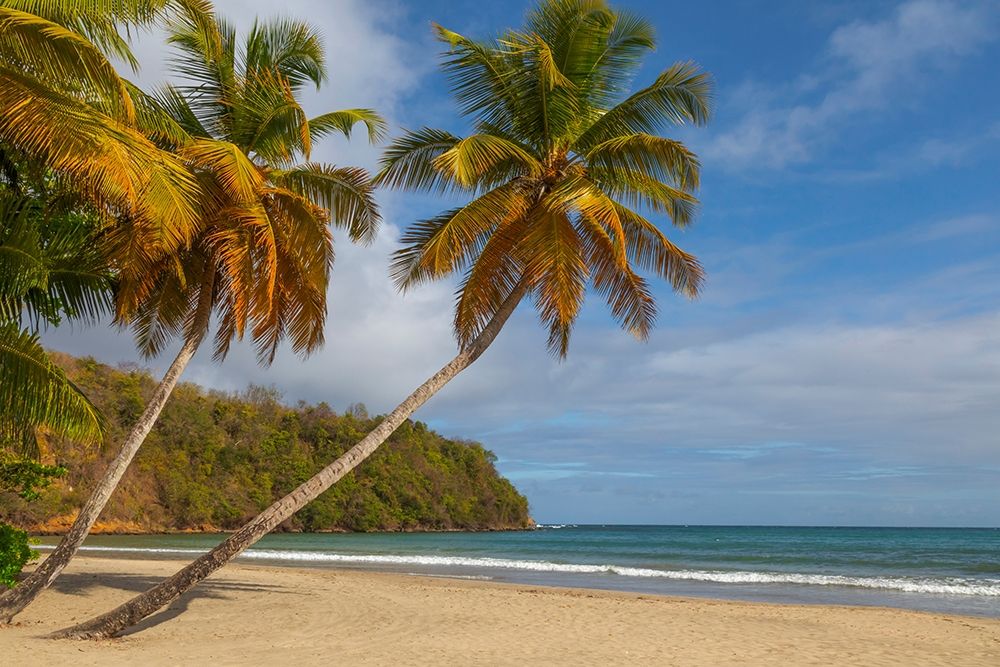 Caribbean-Grenada-Grenadines Palm trees and ocean at La Sagesse Beach art print by Jaynes Gallery for $57.95 CAD