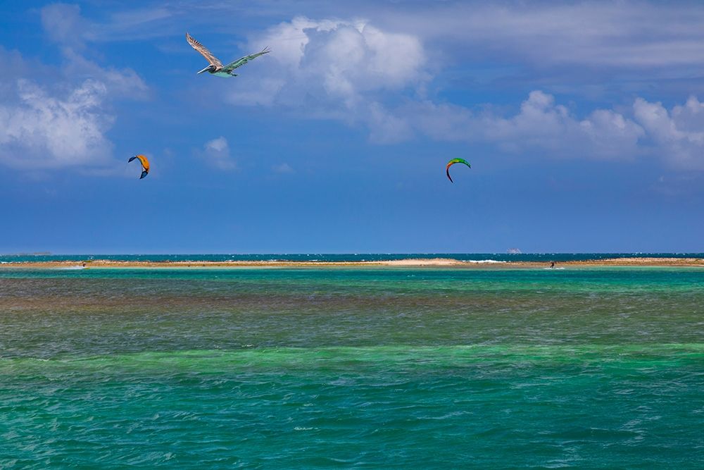 Caribbean-Grenada-Union Island Surf kites and pelican flying over ocean art print by Jaynes Gallery for $57.95 CAD