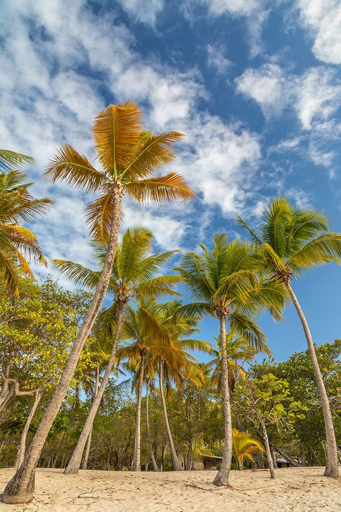 Caribbean-Grenada-Mayreau Island Beach and palm trees art print by Jaynes Gallery for $57.95 CAD