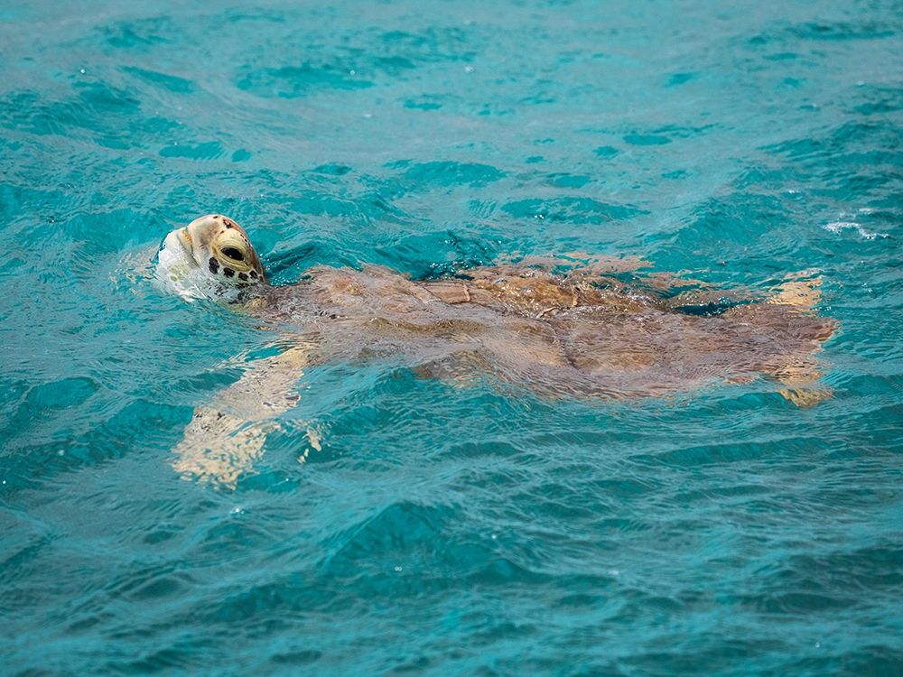 Caribbean-Grenada-Tobago Cays Green sea turtle in water art print by Jaynes Gallery for $57.95 CAD