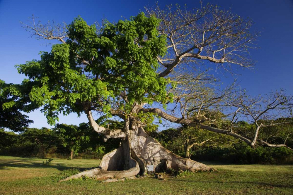 Caribbean, Puerto Rico, Vieques Silk cotton tree art print by Dennis Flaherty for $57.95 CAD