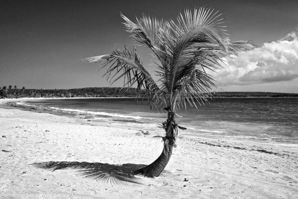 Puerto Rico, Vieques Coconut palm on Red Beach art print by Dennis Flaherty for $57.95 CAD