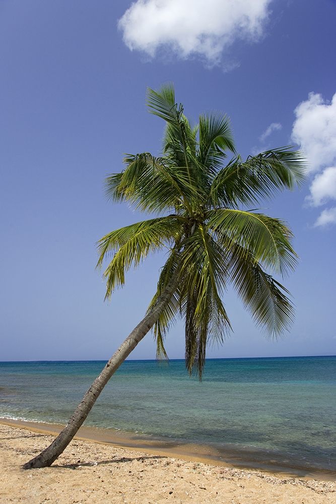 Puerto Rico-Vieques Coconut palm tree on Green Beach art print by Jaynes Gallery for $57.95 CAD