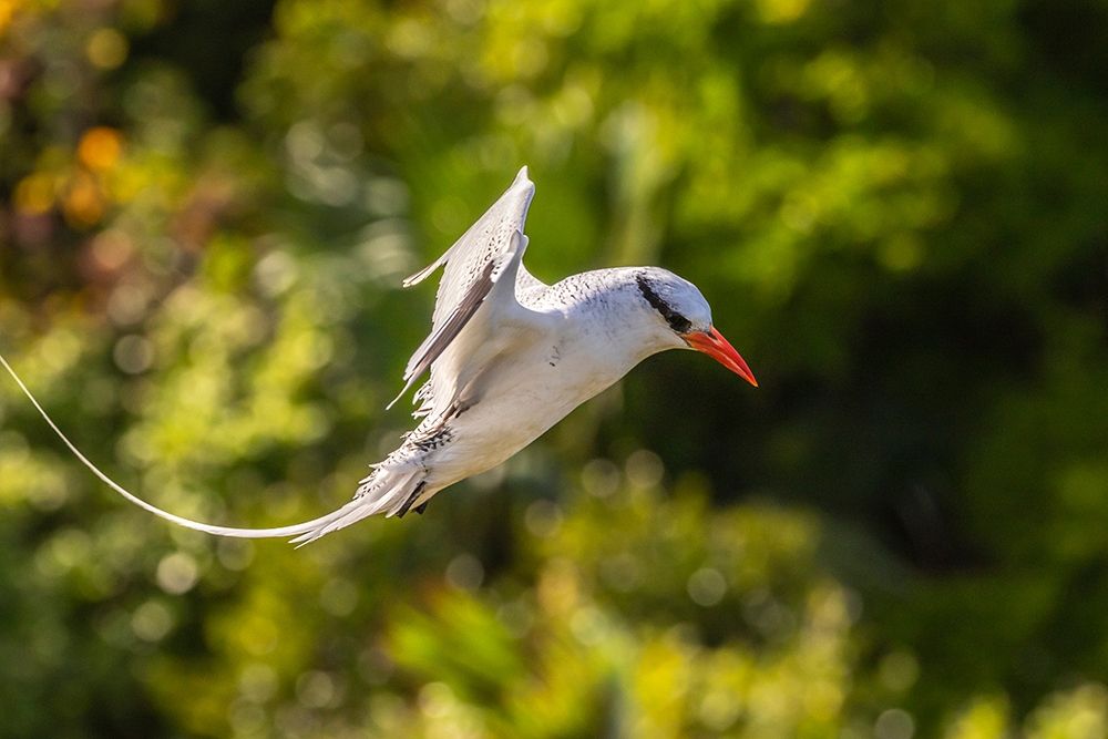 Caribbean-Little Tobago Island Red-billed tropicbird in flight  art print by Jaynes Gallery for $57.95 CAD