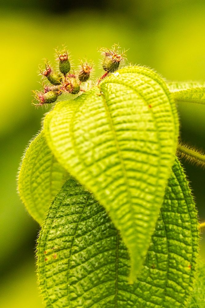 Caribbean-Trinidad-Asa Wright Nature Center Leaves and leaf buds  art print by Jaynes Gallery for $57.95 CAD