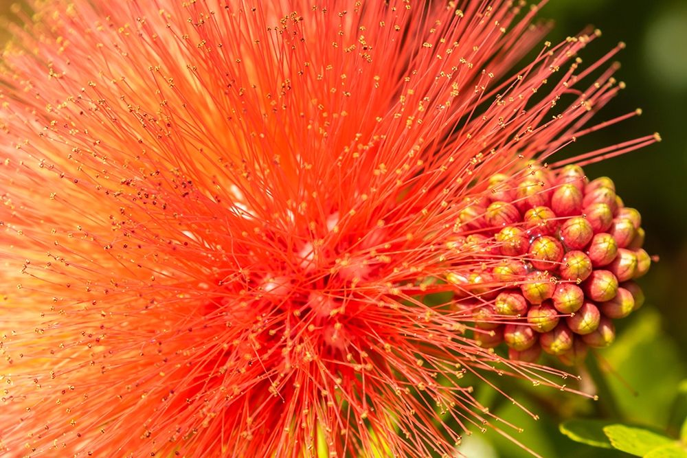 Caribbean-Trinidad-Asa Wright Nature Center Mimosa blossom and buds close-up  art print by Jaynes Gallery for $57.95 CAD