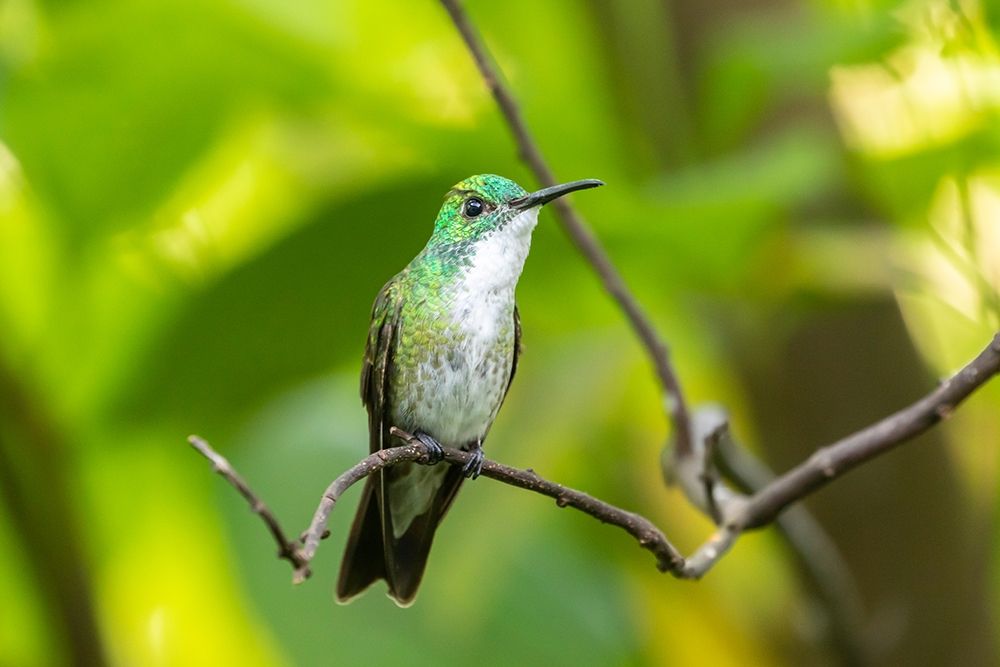 Caribbean-Trinidad-Asa Wright Nature Center White-chested emerald hummingbird on limb  art print by Jaynes Gallery for $57.95 CAD
