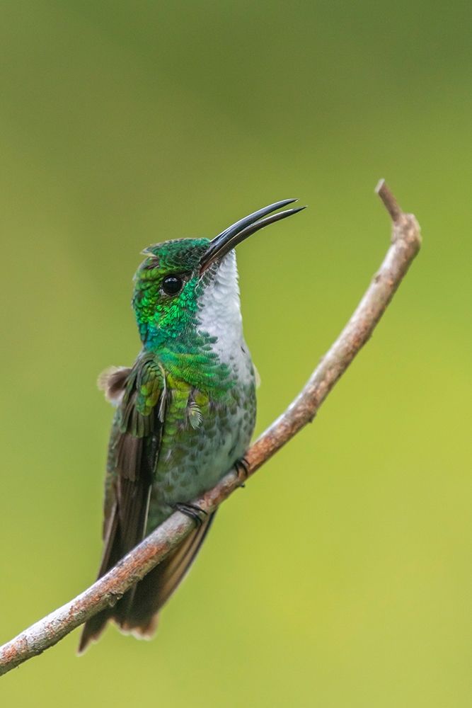 Caribbean-Trinidad-Asa Wright Nature Center White-chested emerald hummingbird on limb  art print by Jaynes Gallery for $57.95 CAD