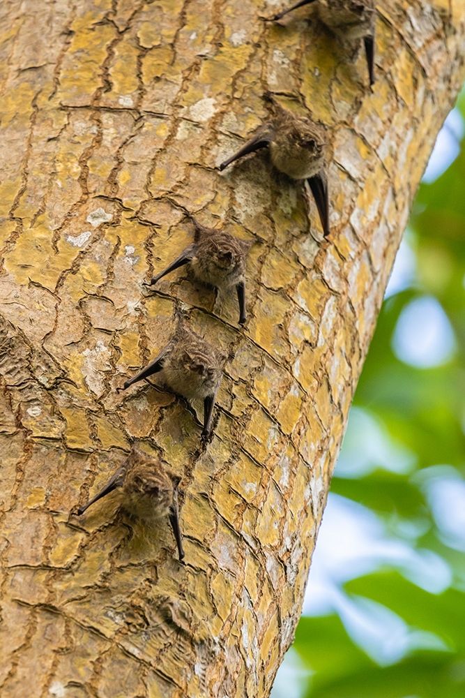 Caribbean-Trinidad-Caroni Swamp Bats lined up on tree  art print by Jaynes Gallery for $57.95 CAD