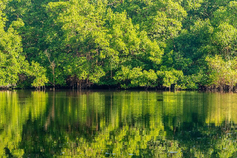 Trinidad-Caroni Swamp. Sunrise landscape of swamp and mangrove trees. art print by Jaynes Gallery for $57.95 CAD