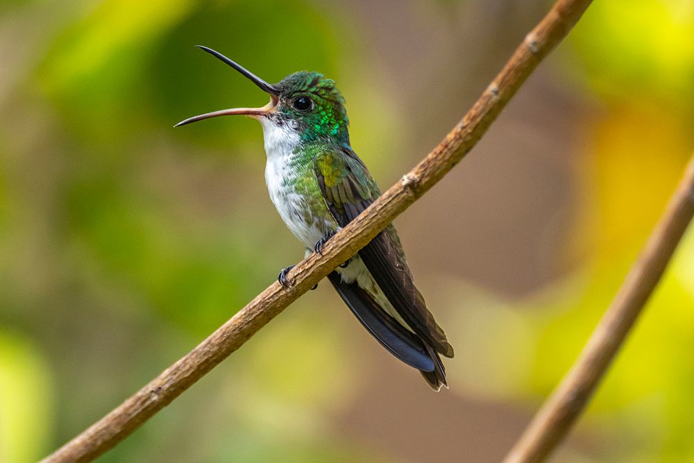 Trinidad. White-chested emerald hummingbird singing. art print by Jaynes Gallery for $57.95 CAD