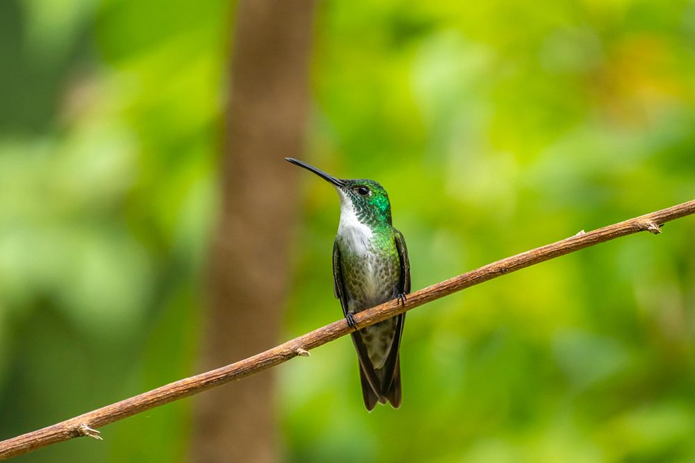 Trinidad. White-chested emerald hummingbird on limb. art print by Jaynes Gallery for $57.95 CAD