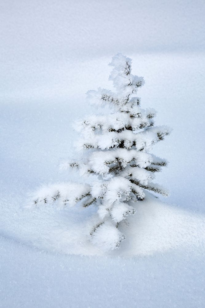 Canada-Alberta-Jasper National Park-Tiny-snow-covered fir tree art print by Ann Collins for $57.95 CAD