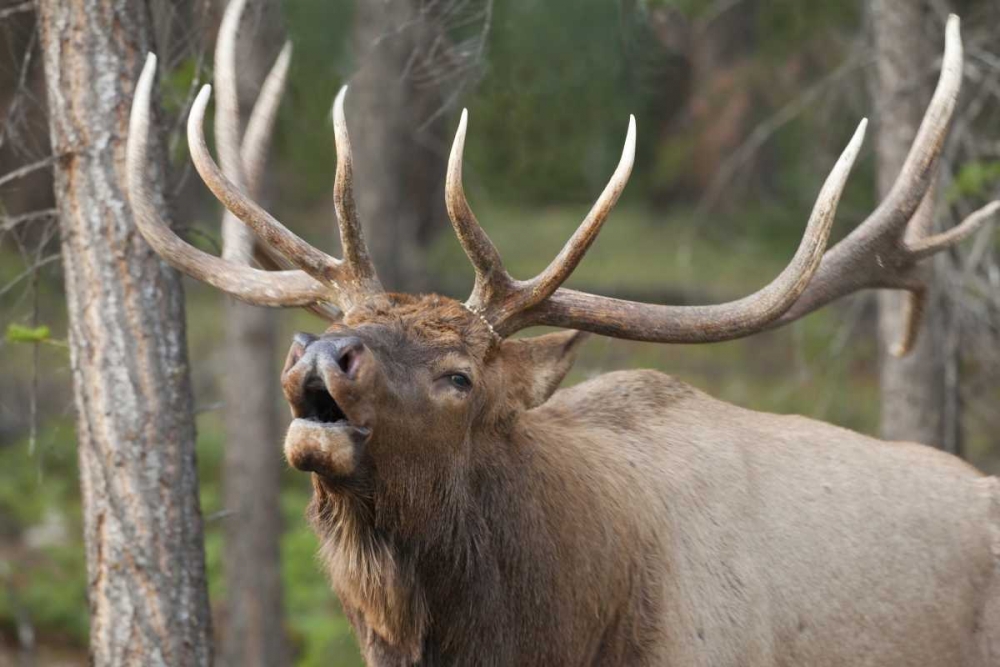 Canada, Alberta, Jasper NP Bull elk bugling art print by Don Paulson for $57.95 CAD