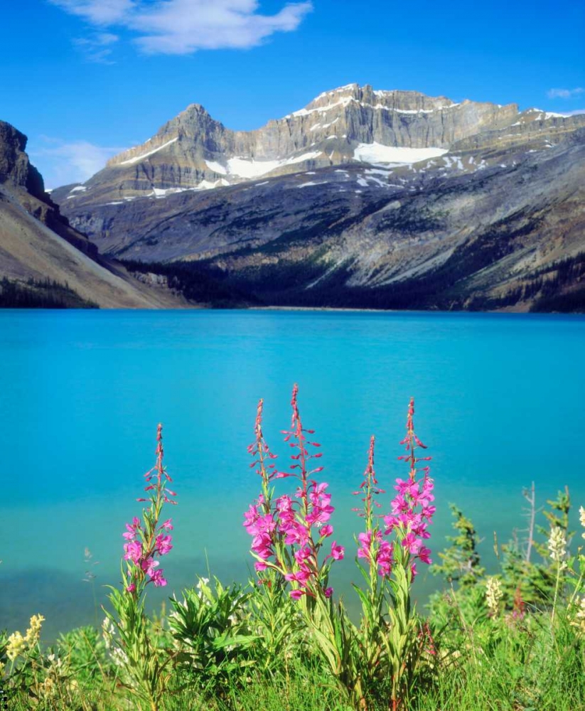 Canada, Alberta, Fireweed Wildflowers in Banff NP art print by Christopher Talbot Frank for $57.95 CAD