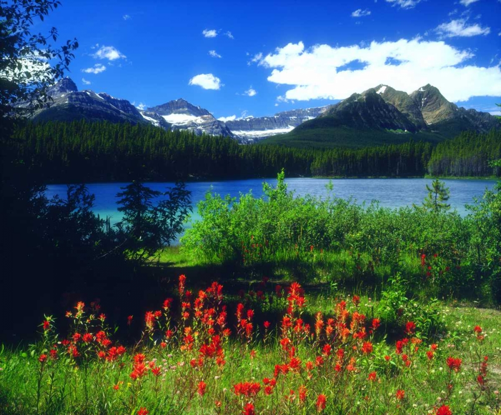 Canada, Alberta, Indian Paintbrush in Banff NP art print by Christopher Talbot Frank for $57.95 CAD