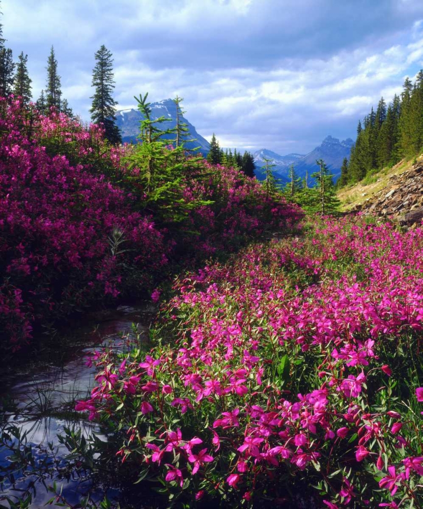 Wildflowers in Banff NP Alberta, Canada art print by Christopher Talbot Frank for $57.95 CAD