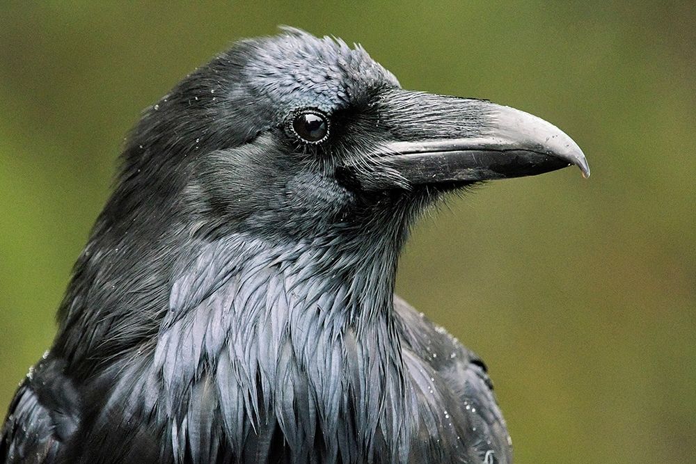 Canada-Alberta-Banff National Park Common raven close-up art print by Jaynes Gallery for $57.95 CAD