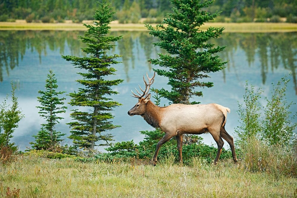 Canada-Alberta-Jasper National Park Bull elk next to Athabasca River art print by Jaynes Gallery for $57.95 CAD