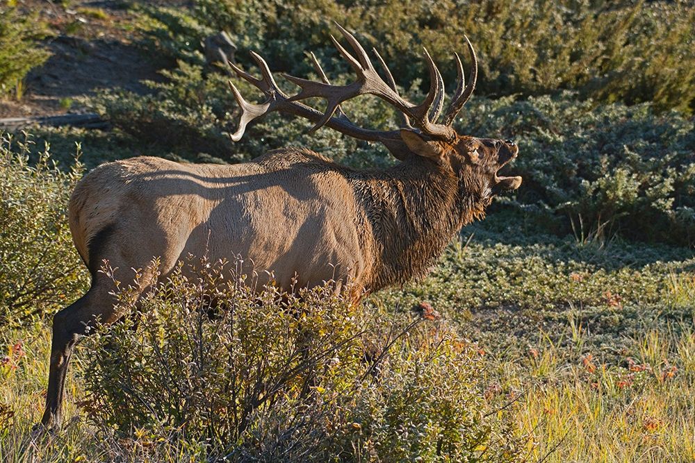 Canada-Alberta-Jasper National Park Bull elk next to Athabasca River art print by Jaynes Gallery for $57.95 CAD